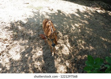 Top View Of Baby Bongo Under The Tree With Sunlight At Park.