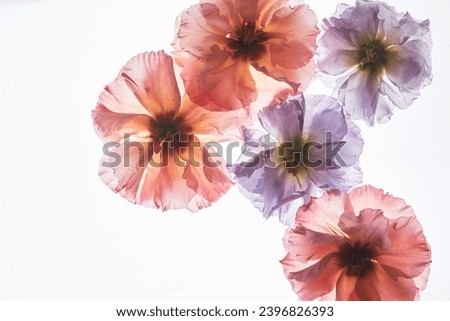 Similar – Image, Stock Photo Through the flower