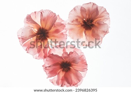 Similar – Image, Stock Photo Flowers backlit with person