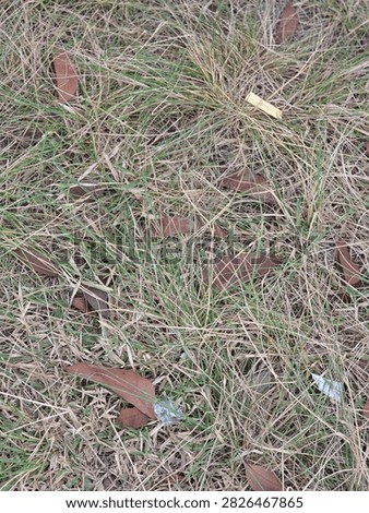 Top view background texture of dry brown grass mixed with green blades and fallen autumn leaves on the ground.Full frame texture of dry lawn grass during dry season with scattered fallen dry leaves outdoor.