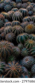 Top view background texture of numerous green round echinocactus plants packed closely together. Desert flora pattern, sharp golden needles and spines on spherical succulent plants.