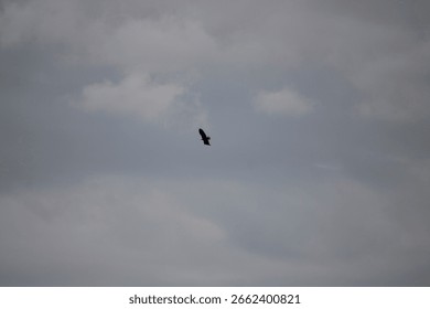 The top up view of a bald eagle in flight.
