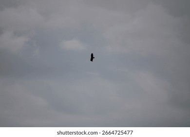 The top up view of a bald eagle in flight.
