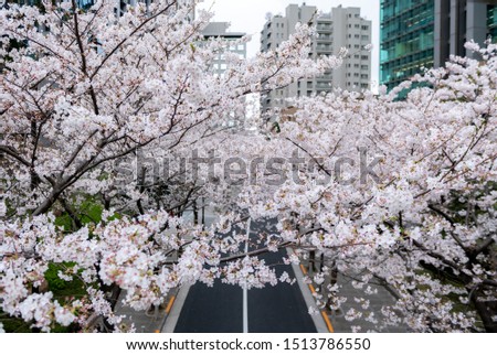 Foto Bild Sakura #7 Farbfoto