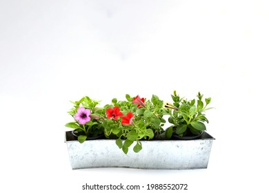 Top view beautiful colorful petunia grandiflora flower in red-pink-yellow  petals with green leaves growing in metal argent pot on white background isolated . idea plant for balcony in summer season.