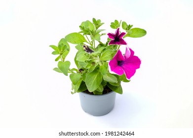 Top view beautiful colorful pink violet petunia grandiflora flower in  peatal with green leaves growing and blooming on white background. idea plant for balcony in summer season.