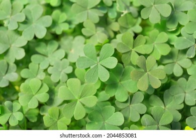 Top view of beautiful green clover leaves - Shutterstock ID 2044853081