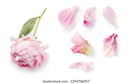 top view of a beautiful pink peony and loose petals isolated over a transparent background, romantic feminine spring design element - Powered by Shutterstock