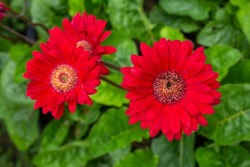 Top View Of Beautiful Red Gerbera Flower Bloom With Rain Drops In The Garden On Blur Nature Background.