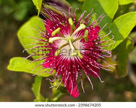 Top view Beautiful red passion flower, Indian called krishna kamal .
