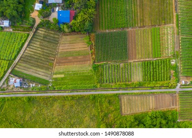 Top View Of Beautiful Vegetable Farm And Paddy Field Pattern At Sabah, Borneo 