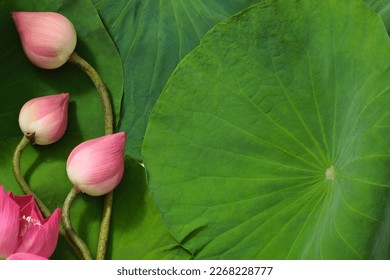 Top view of beauty background with fresh lotus flower, lotus buds and green leafs. Space for copy or design. Background for advertising products with lotus. (Nelumbo nucifera) - Powered by Shutterstock