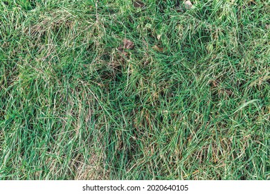 A Top View Of Bermudagrass In The Ground