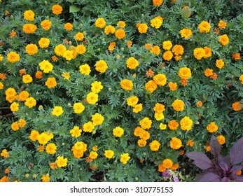 Top View Of A Big Flower Bed Of Yellow Flowers Tagetes.