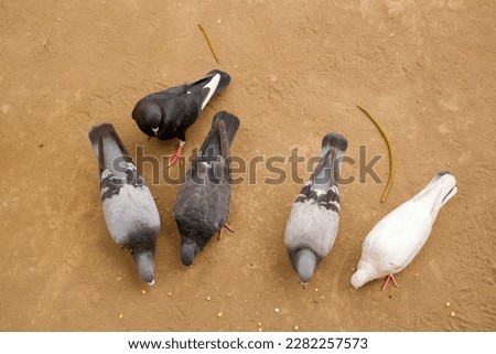 top view of birds eating. doves eating corn on the ground. group of pigeons eating together