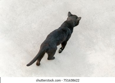 Top View Of A Black Cat Walking Along The Street