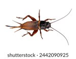 top view of black cricket, gryllus bimaculatus isolated on white background, macro detail shot