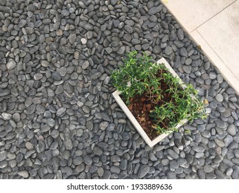 15,921 Pebbles Walkway Images, Stock Photos & Vectors | Shutterstock