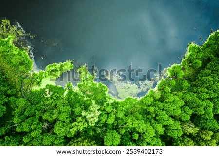Top view of blooming algae on lake in spring, Poland