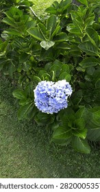 Top view of a blooming blue hydrangea flower cluster surrounded by lush green foliage and grass in a garden setting under natural sunlight.
