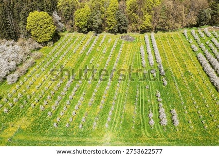 Top view of blooming cherry trees in Franconian Switzerland