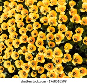 Top View Blooming Field Of Yellow Tulips. Spring Flowers Bloom. Flower Farm.