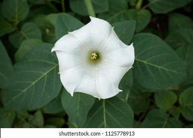 Top view of blooming white Datura inoxia flower with green leaves