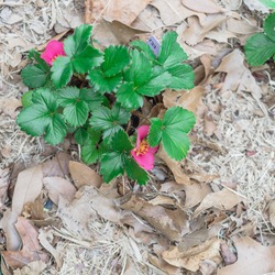 Top View Blossom Toscana Strawberry Plant Growing On Green Plastic Container With Thick Leaves Mulch In Texas, America. Blooming Gorgeous Deep Rose Red Strawberries Flower, Homegrown Lush Fruits