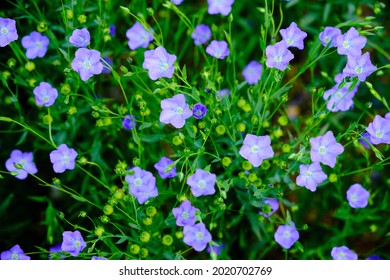 A Top View Of A Blue Linseed Field Of Flowers