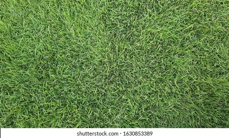 Top View Of Blurred Grass Field Background.