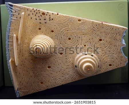 Top View Of Bone With Lamellae Pattern
