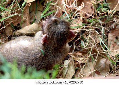 Top View Of Bonnet Macaque Monkey Head.