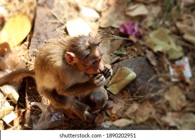 Top View Of Bonnet Macaque Monkey Head.