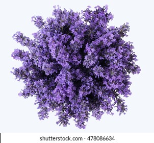 Top view of a bouquet of purple lavender flowers on a white background. Bunch of lavandula flowers. Photo from above.  - Shutterstock ID 478086634