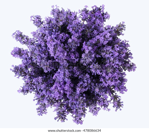 白色背景上的紫色薰衣草花束的顶部视图 一堆灌盆花 照片来自上面 库存照片 立即编辑