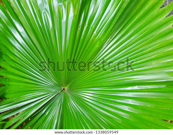 Top View Branch Leaves Saw Palmetto Stock Photo (Edit Now) 1338059549