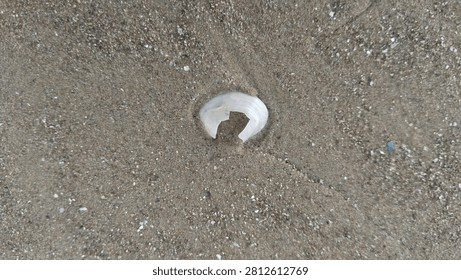 Top view of a broken white seashell half-buried in the fine brown sand texture on a beach coast.