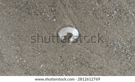 Top view of a broken white seashell half-buried in the fine brown sand texture on a beach coast.