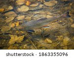 Top view of brook trout, Salvelinus fontinalis, in water. Detail of freshwater fish of salmon family. Autumn leaves on bottom. State fish of nine US states, e.g. Pennsylvania, New York, New Jersey.