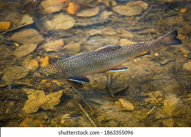 Top view of brook trout, Salvelinus fontinalis, in water. Detail of freshwater fish of salmon family. Autumn leaves on bottom. State fish of nine US states, e.g. Pennsylvania, New York, New Jersey.
