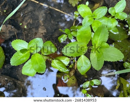 Top view of brooklime (Veronica beccabunga) rosettes with opposite glossy leaves floating in still freshwater.