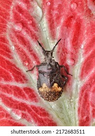Top view brown marmorated stink bug on red leaf