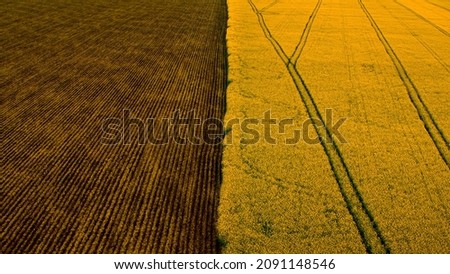 Similar – Image, Stock Photo colourful organic rape field with cornflowers and poppy seeds