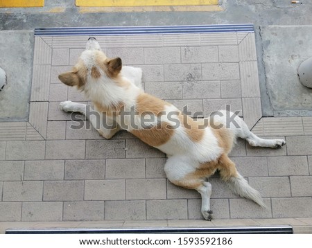 top view of brown and white vagrant dog lying on the footpath 