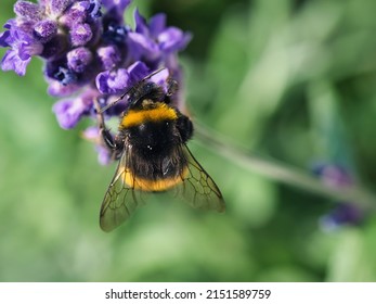 Top View Of Bumblebee On Flowering Lavender In Spring With Blurred Background