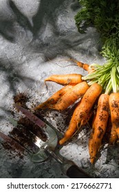 top view of a bunch of carrots and a garden fork in dappled sunlight