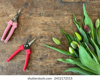 Top view of a bunch of flowers and a red pair of scissors on a wooden surface. Colorful tulips and pruners on a wooden table.  - Powered by Shutterstock