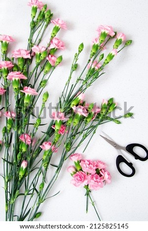 top view of bunch of pink carnation flowers on light background being trimmed with scissors