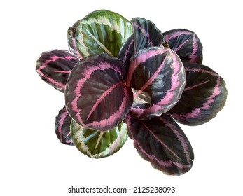 Top view bush with colorful leaves of Calathea Roseopicta Princess Jessie, tropical foliage plant. Isolated on white background.
