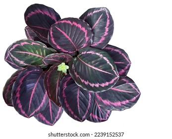 Top view bush with colorful leaves and flower of Calathea Roseopicta Princess Jessie, tropical foliage plant. Isolated on white background.